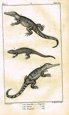 Antique Animal Print
