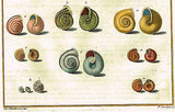 Gualtieri Shell - PLATE T 3 - Hand Colored Copper Engraving - 1742