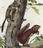 Audubon's Animals - "FREMONT'S SQUIRREL" #CXLIX- Hand-Col Litho -1849