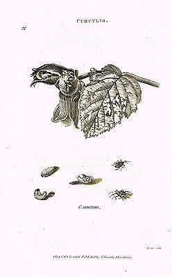 ANTIQUE INSECT PRINT