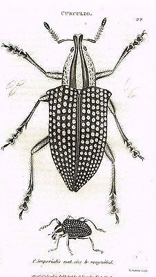 Shaw's Zoology (Insects) - "BEETLE - CURCULIO" - Copper Eng. - 1805