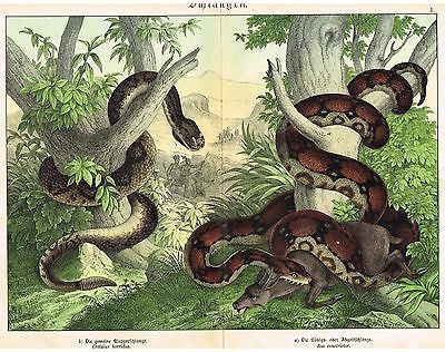 Schubert's Reptile Chromo - TWO LARGE SNAKES - BOA CONSTRICTOR -1886