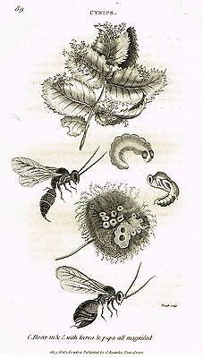Shaw's Zoology (Insects) - "ROSCOE WASP - CYNIPS" - Copper Eng. - 1805