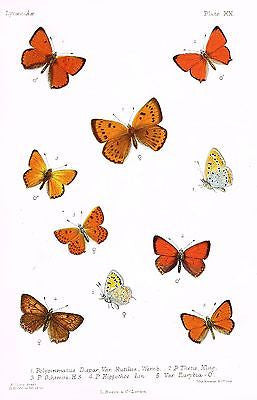 Lang's Butterflies - "P. THETIS , KLUG" Caterpiller - Chromo - 1884