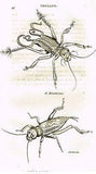 Shaw's Zoology (Insects) - "CRICKET - GRYLLUS" - Copper Eng. - 1805