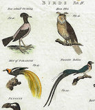 Issac Taylor's Birds - "BIRDS Tab. IV" - Hand-Col'ed Copper Engraving -1789