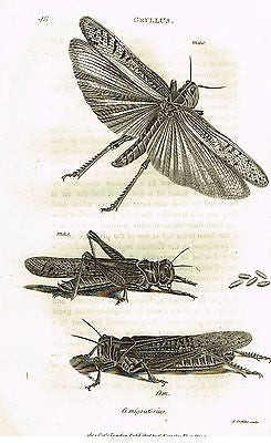 Shaw's Zoology (Insects) - "LOCUST - GRYLLUS" - Copper Eng. - 1805