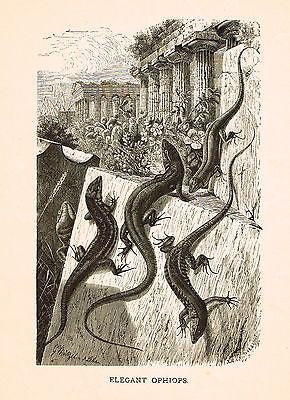 Prang's Animate Creation - Litho -  OPHIOPS or SALAMANDERS  - 1898