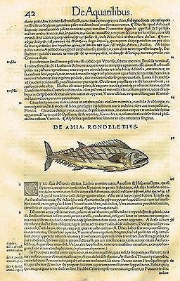 Antique Fish Prints