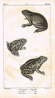 Antique Animal Print