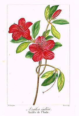 Bessa's L'Herbier - 1836 - "AZALEA INDICA" - Hand-Col'd Engraving