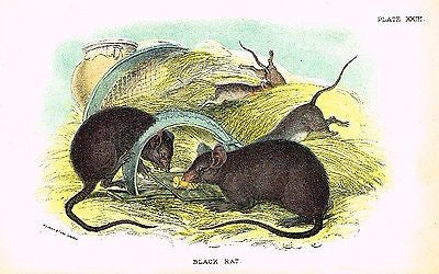 Lloyd's Animal Chromolithograph  -1896 - "BLACK RAT"
