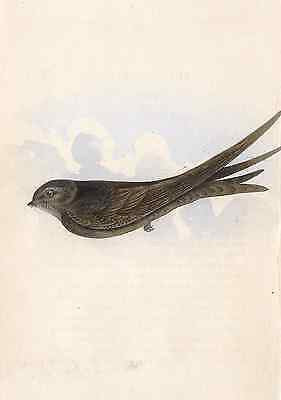 Antique Bird Prints