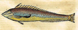 Gesner's Fish  - "DE IVLIDE, BELLONIUS" - Hand Colored Engraving - 1558