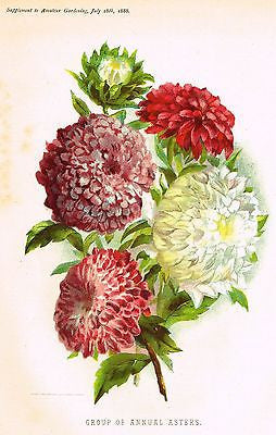 Amateur Gardening's - "GROUP OF ANNUAL ASTERS" - Chromolithograph - 1888 - Sandtique-Rare-Prints and Maps