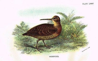 Lloyd's Bird Chromolithograph -1896- "WOODCOCK"