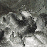Landseer's - "THE DEATH OF THE STAG" by Cousen - Engraving -1861