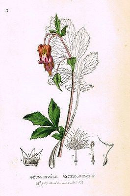 Baxter's Gardens - "WATER AVENS 4" - Hand Colored Engraving - 1833