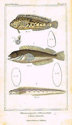 CUVIER'S ANTIQUE FISH PRINT