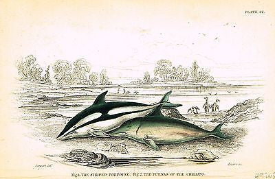 Jardine Fish Print - Hand-Col'd Copper Eng, - "STRIPED PORPOISE" - 1833