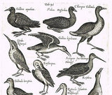 Jonston - Merian Birds - "14 WATER BIRDS" - Hand-Colored Engraving -1657