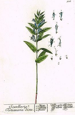 Blackwell's Wild Flower - "SCUTELLARIA" - Hand-Col. Copper Engraving - 1737
