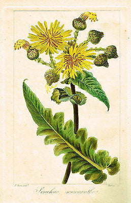 Bessa's L'Herbier - "SONCHUS MACRANTHOS" - Hand-Col'd Engraving -1836
