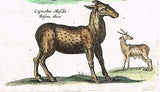 Jonston - Merian Animals - "THREE ??? ANIMALS" - H-C Antique Print - 1657