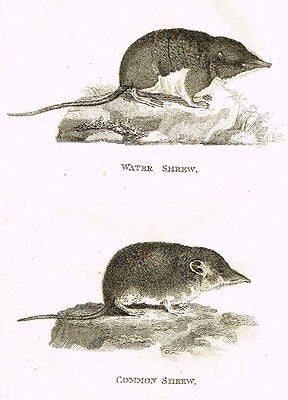 Shaw's  Zoology - "WATER & COMMON SHREW" - Copper Eng. - 1800