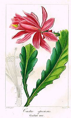 Bessa's L'Herbier  - 1836 - "CACTUS SPECIOSUS" - Hand-Col'd Engraving
