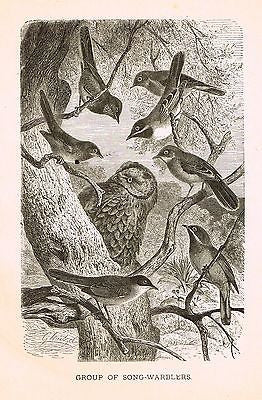 Wood's ANIMATED CREATION - Litho  -1885-  SONG-WARBLERS