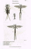 Shaw's Zoology (Insects) - "MAYFLY - EPHEMERA" - Copper Eng. - 1805