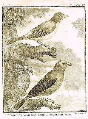 De Seve's Birds - "LE PAPE & LE BEC-ROND"  - Copper Engraving - 1760