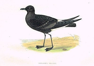 Morris's Sea Birds - Hand Colored Lithograph - WILSON'S PETREL - 1857