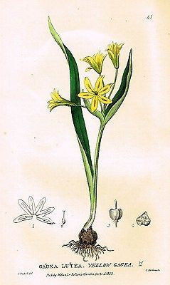 Baxter's Gardens - "YELLOW GAGEA" - Hand Colored Engraving - 1833