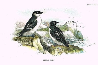 Lloyd's Bird Chromolithograph -1896- "LITTLE AUK"
