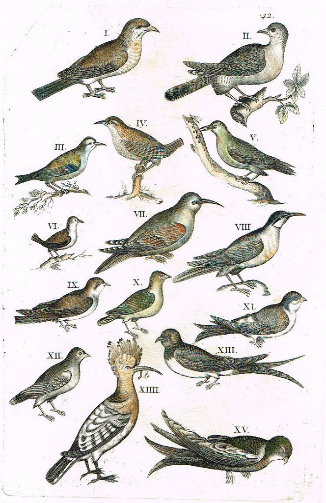 Jonston - Merian Birds - "SMALL BIRDS - P 42" - Hand-Colored Engraving -1657