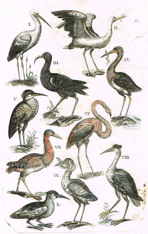 Jonston - Merian Birds - "FLAMINGO & STORKS" - Hand-Colored Eng. -1657