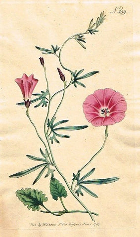 WM. CURTIS Flower - "SILKY LEAVED CONVOLVULVUS" - Engraving - 1796