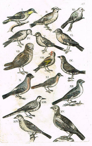 Jonston - Merian Birds - "SMALL BIRDS - P 43" - H/Colored Engraving -1657