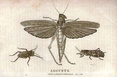 ANTIQUE insect PRINT