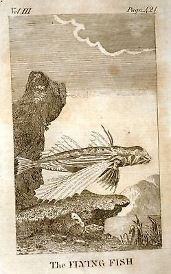 Goldsmith's Animated Nature -1795- FISH - FLYING FISH