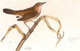 By P.J. Selby  British Ornithology  WREN & WARBLERS Hand Colored Engraving 1821