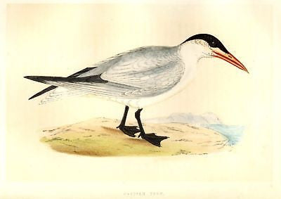 Morris's Hand Colored Birds - 1857 - CASPIAN TERN - Engraving