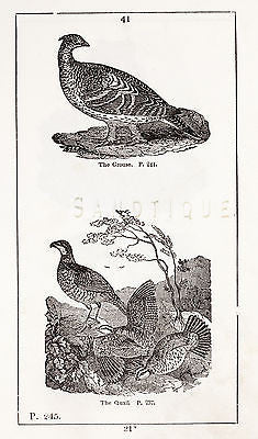 "HISTORY OF THE EARTH" by Goldsmith - 1810 - THE GROUSE & THE QUAIL - Sandtique-Rare-Prints and Maps
