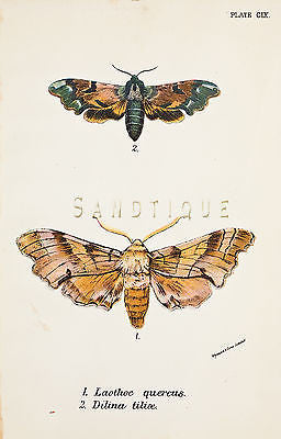 KIRBY BUTTERFLIES - "LAOTHOE QUERCUS"- Chromolithograph Print - 1896