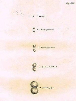 GROWTH OF SPARROW TESTES  from Palmer's "Works of John Hunter"-1837