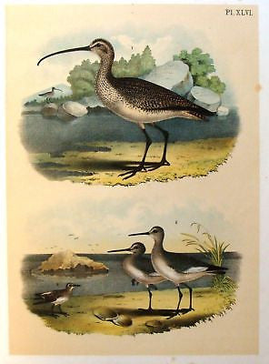 Studer's Birds -1878- PL XLVI - SANDPIPER - Chromolithograph