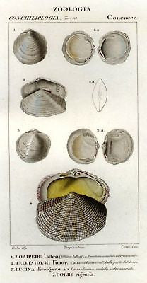 Batelli's Hand-Colored Engraved Seashells -1830- LORIPEDE