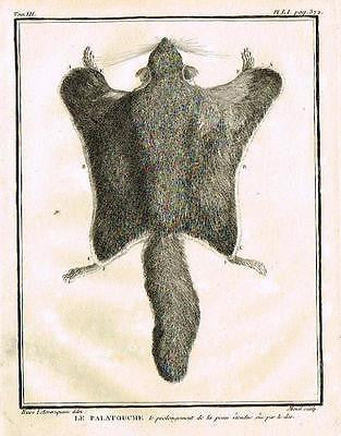 De Seve's Animals - "LE PALATOUCHE" - Copper Engraving - 1760